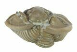 Wide, Enrolled Flexicalymene Trilobite - Indiana #287256-1